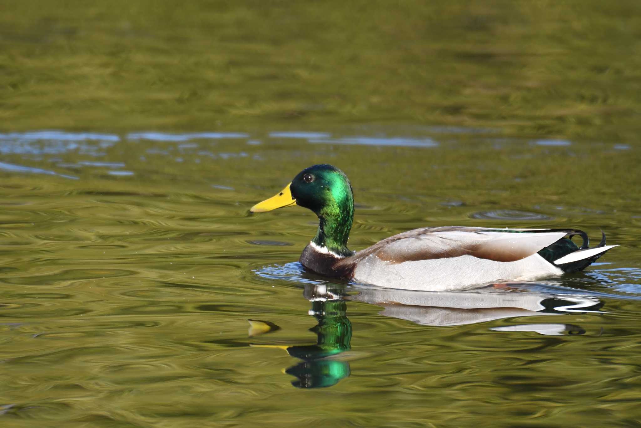 愛知県 マガモの写真 by あひる