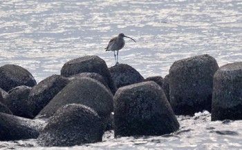 ダイシャクシギ 葛西臨海公園 2023年1月18日(水)