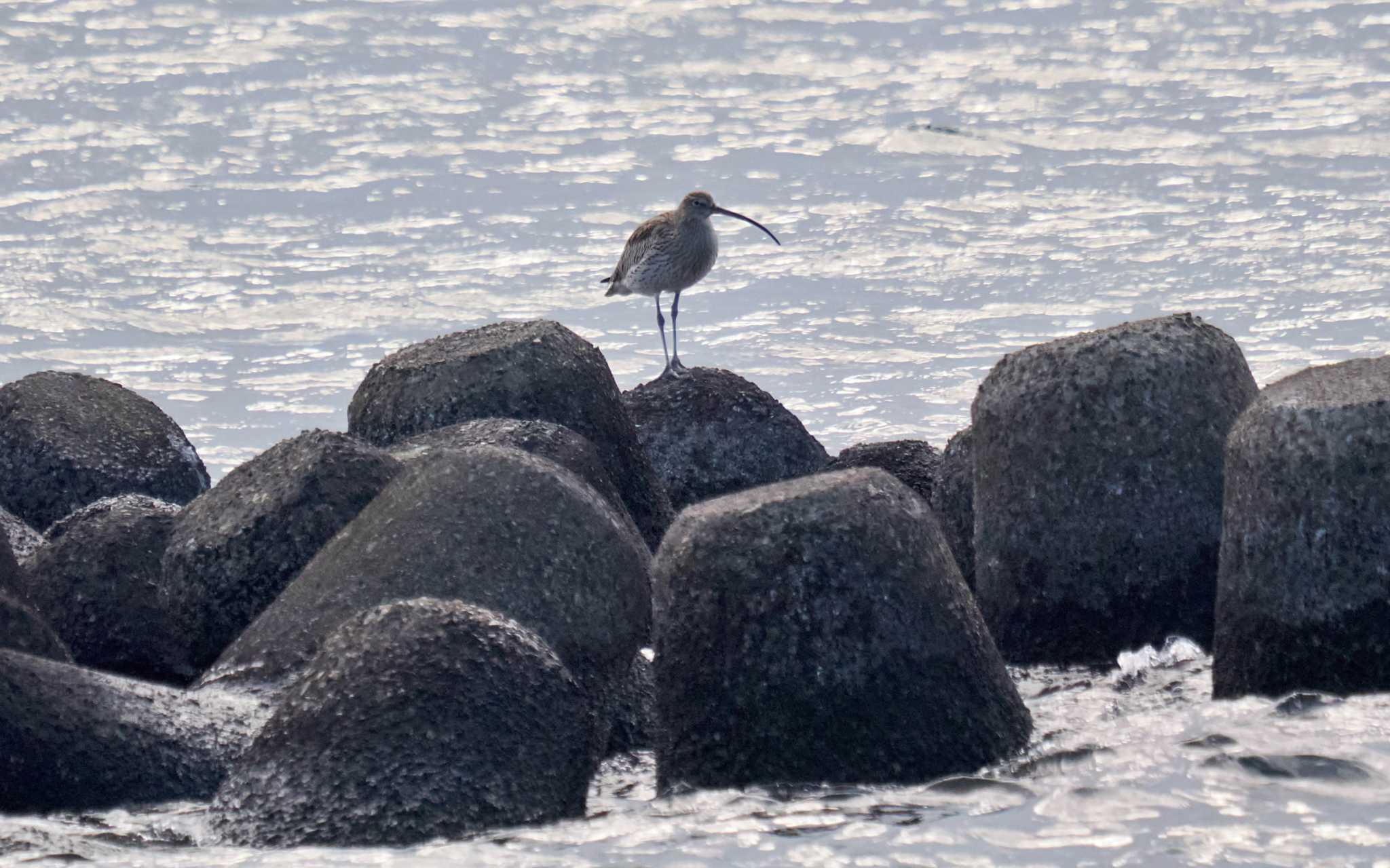 葛西臨海公園 ダイシャクシギの写真 by 藤原奏冥