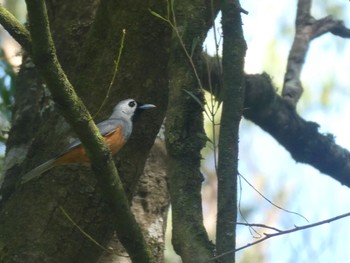 Black-faced Monarch Ourimbah, NSW, Australia Sun, 1/15/2023