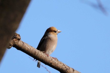 シメ 巾着田曼珠沙華公園 2023年1月18日(水)