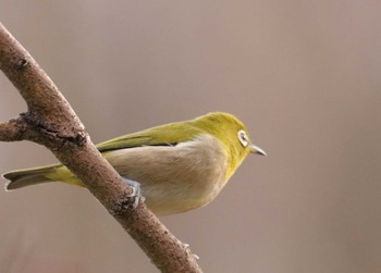 2023年1月18日(水) 巾着田曼珠沙華公園の野鳥観察記録