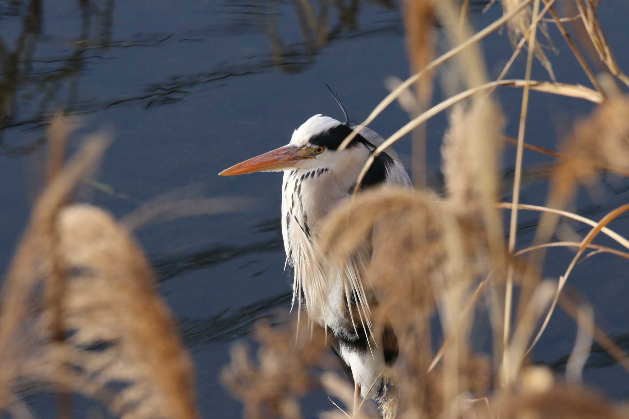 Photo of Grey Heron at 玉川(厚木市) by Tak4628