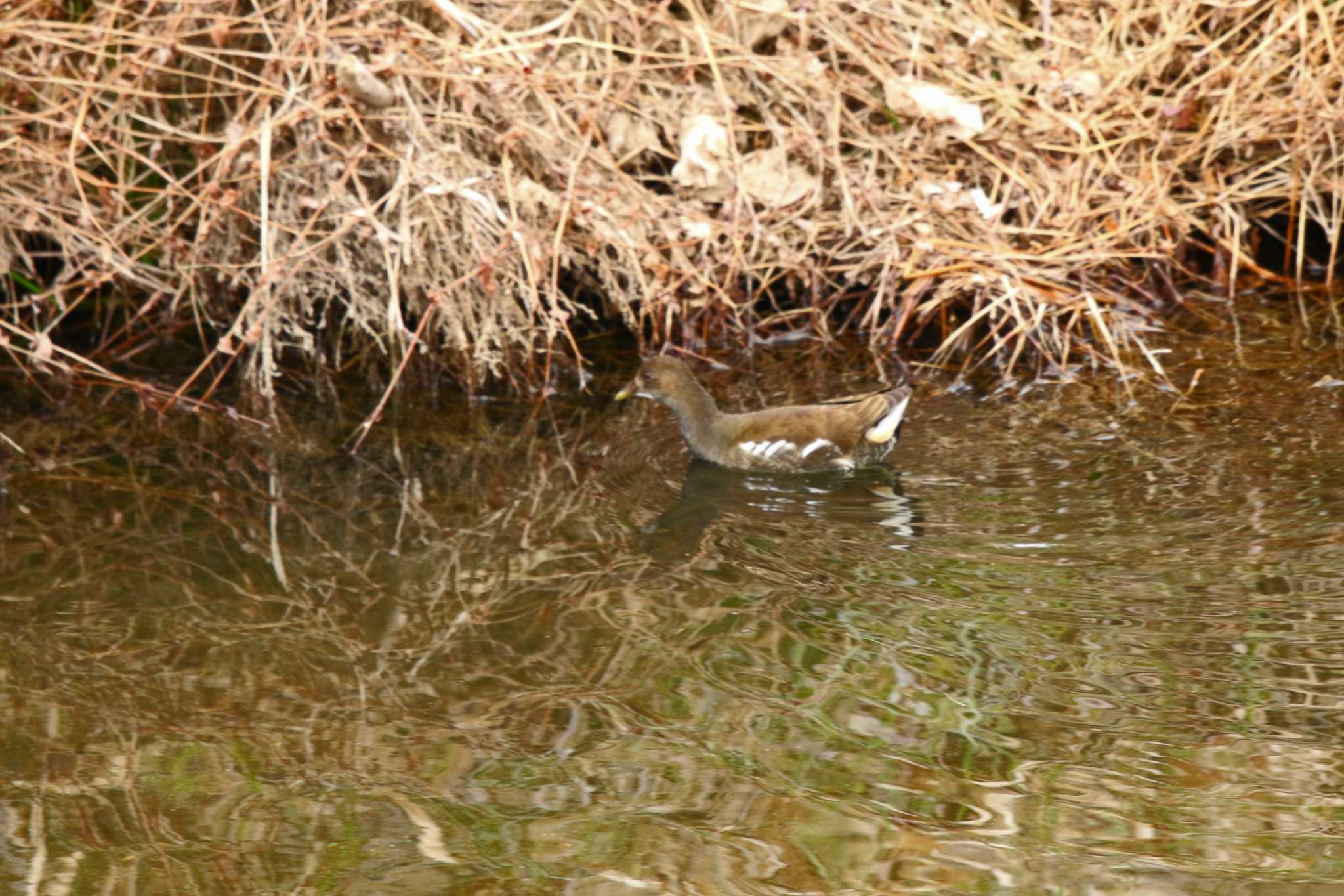 Common Moorhen