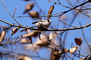 2023年1月18日(水) 埼玉県民の森の野鳥観察記録