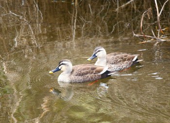 Eastern Spot-billed Duck 玉川(厚木市) Wed, 1/18/2023