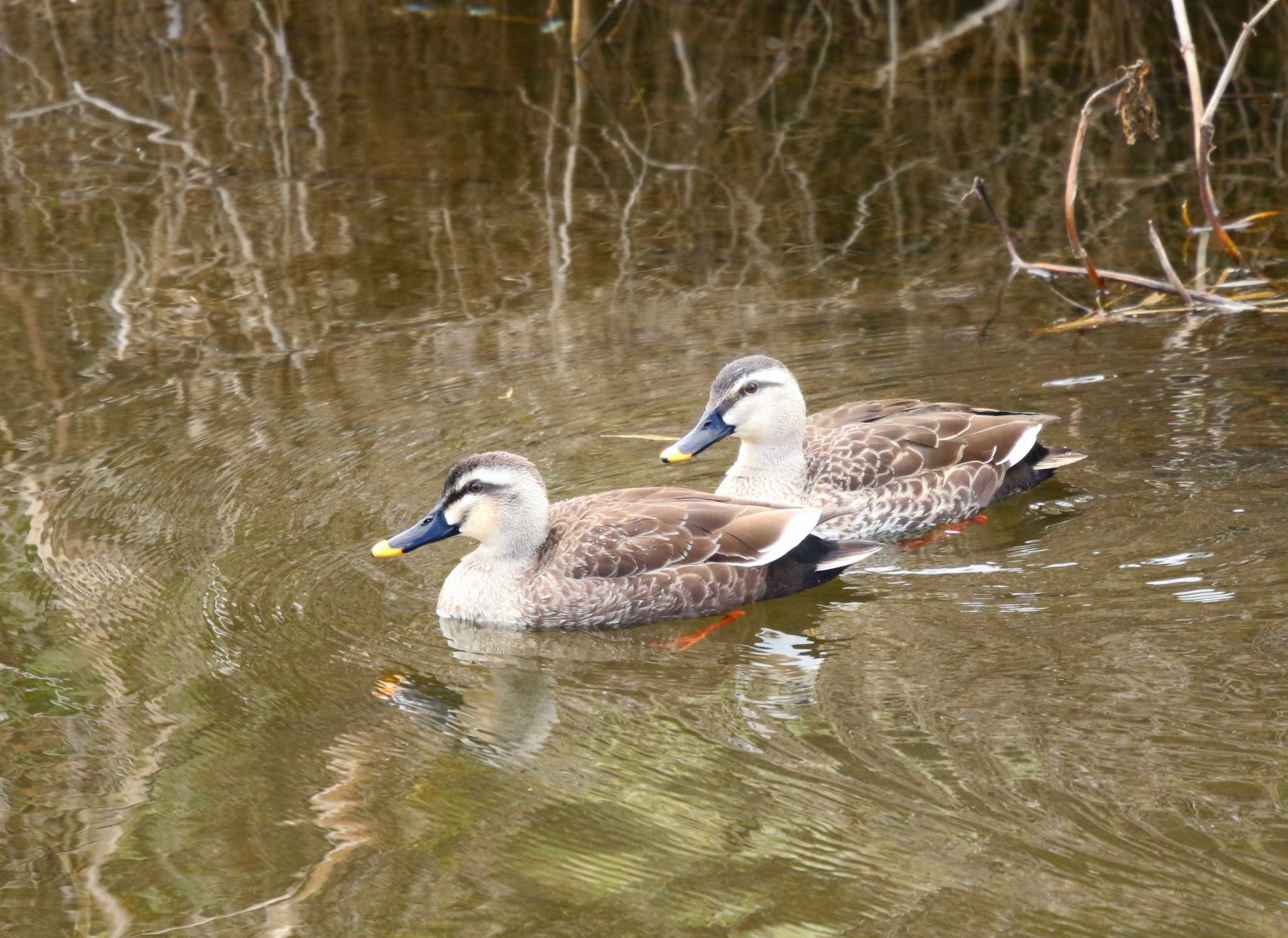 Photo of Eastern Spot-billed Duck at 玉川(厚木市) by Tak4628