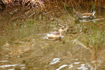 Little Grebe 玉川(厚木市) Wed, 1/18/2023