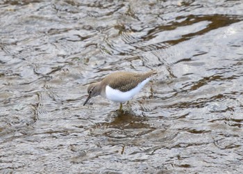 Common Sandpiper 玉川(厚木市) Wed, 1/18/2023