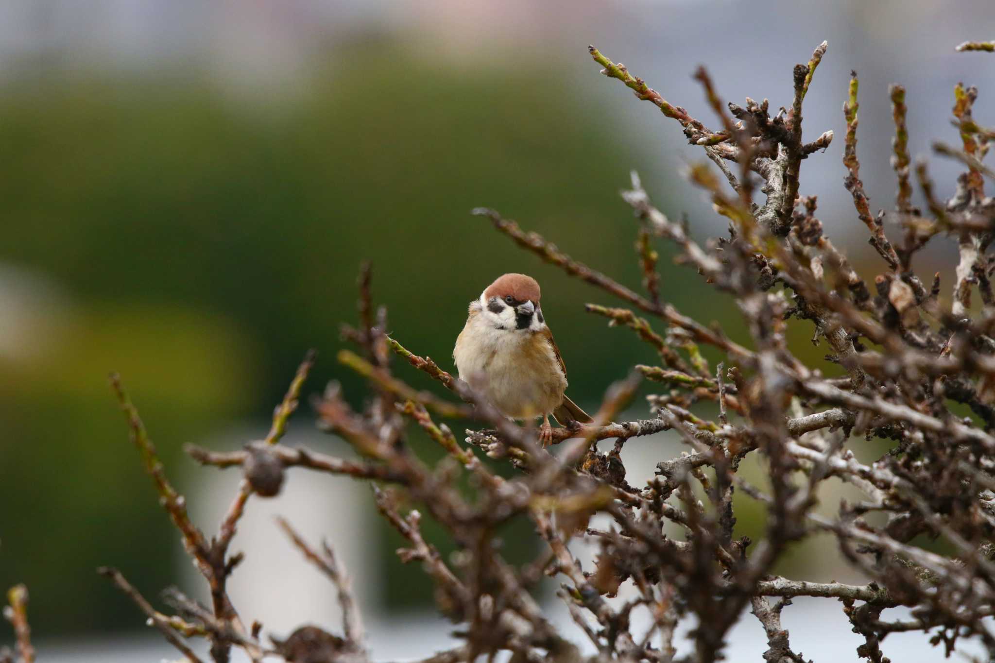 Eurasian Tree Sparrow