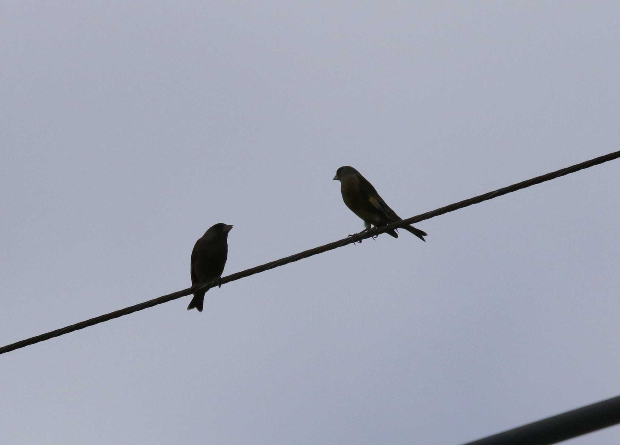 Grey-capped Greenfinch