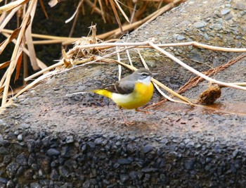 Grey Wagtail 玉川(厚木市) Wed, 1/18/2023