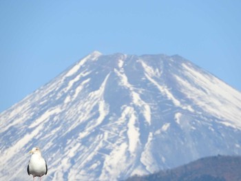 セグロカモメ 場所が不明 2018年1月2日(火)