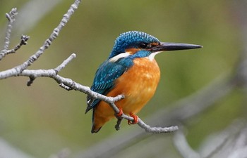 2023年1月18日(水) 茶臼山の野鳥観察記録