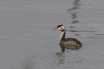 2023年1月16日(月) 珠洲市_飯田港の野鳥観察記録