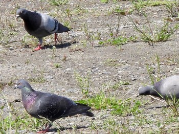 カワラバト 多摩川河口 2022年5月3日(火)