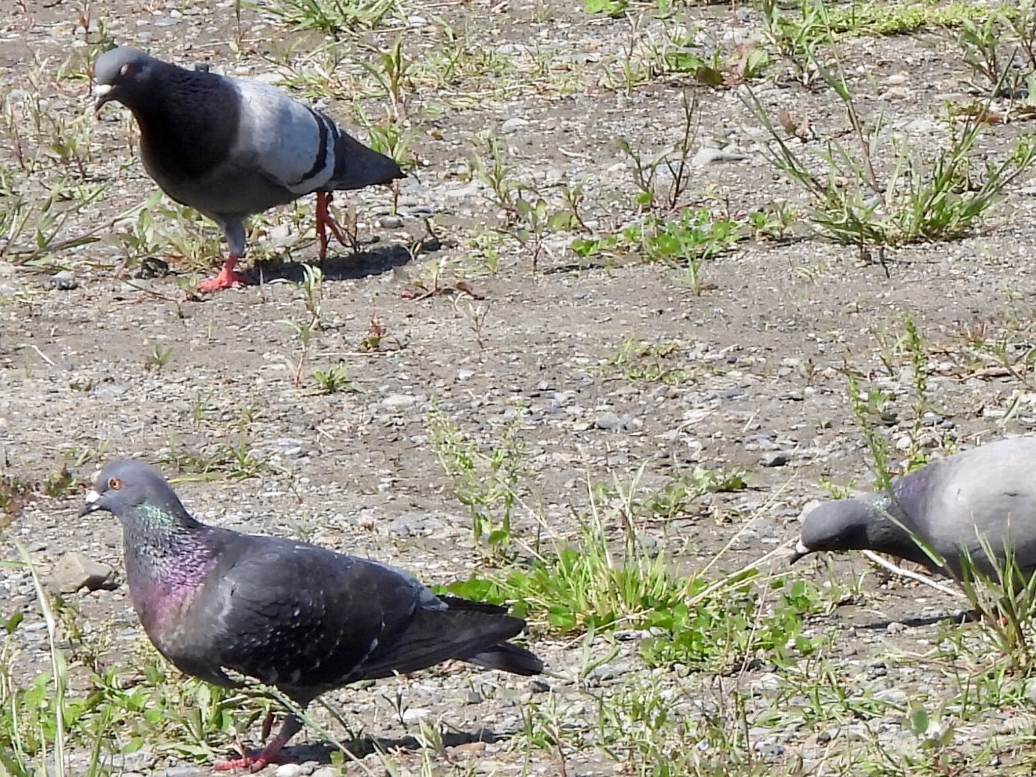 カワラバト