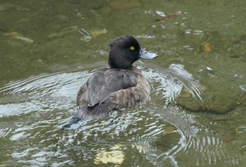 キンクロハジロ 和田堀公園 2023年1月15日(日)