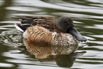 ハシビロガモ 葛西臨海公園 2023年1月15日(日)