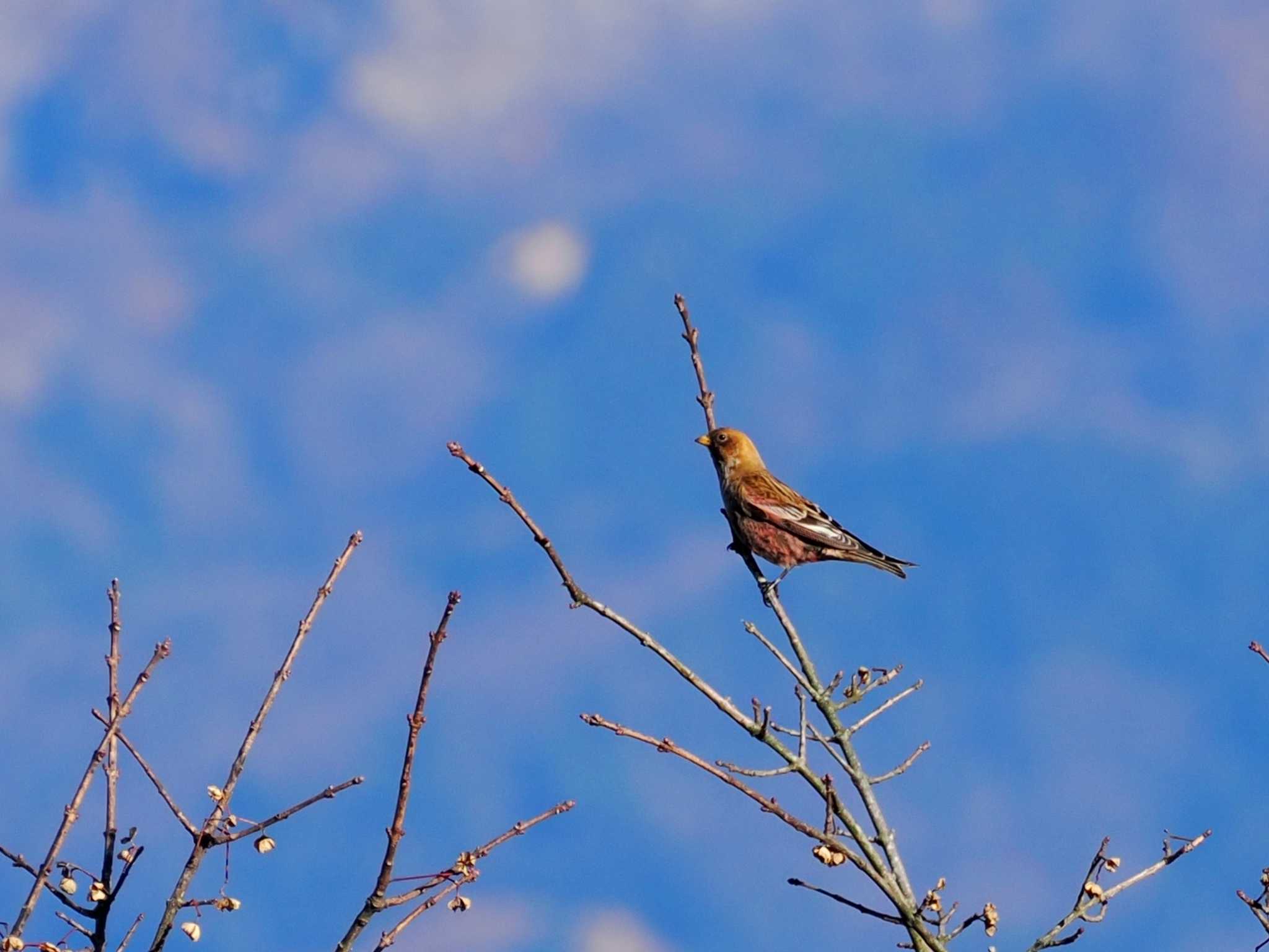 筑波山 ハギマシコの写真 by ぴろり