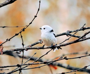 Long-tailed tit(japonicus) Unknown Spots Unknown Date