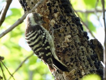 2022年4月28日(木) 野川公園の野鳥観察記録