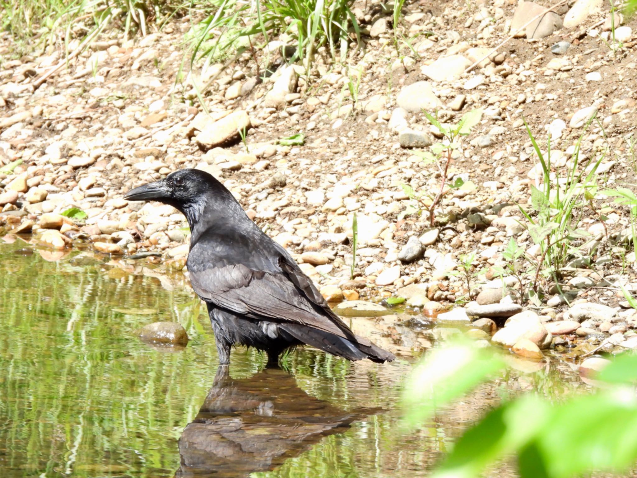 野川公園 ハシボソガラスの写真 by くー