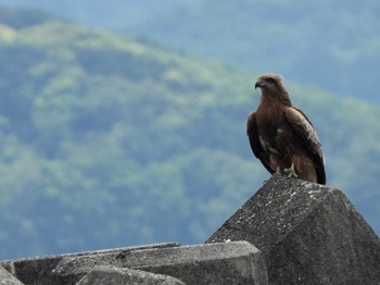 2022年4月23日(土) 伊勢の野鳥観察記録