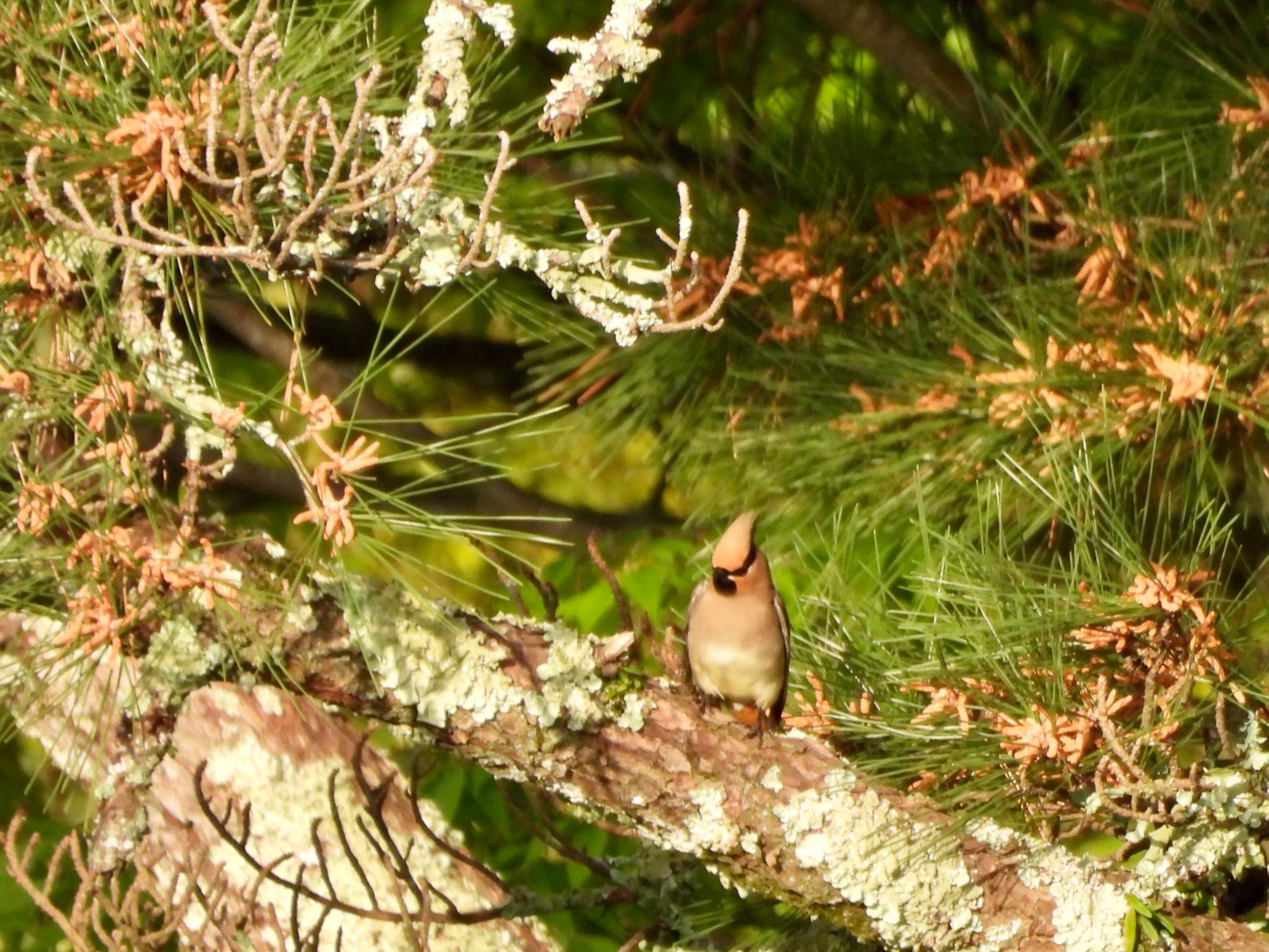 Photo of Japanese Waxwing at 伊勢 by くー