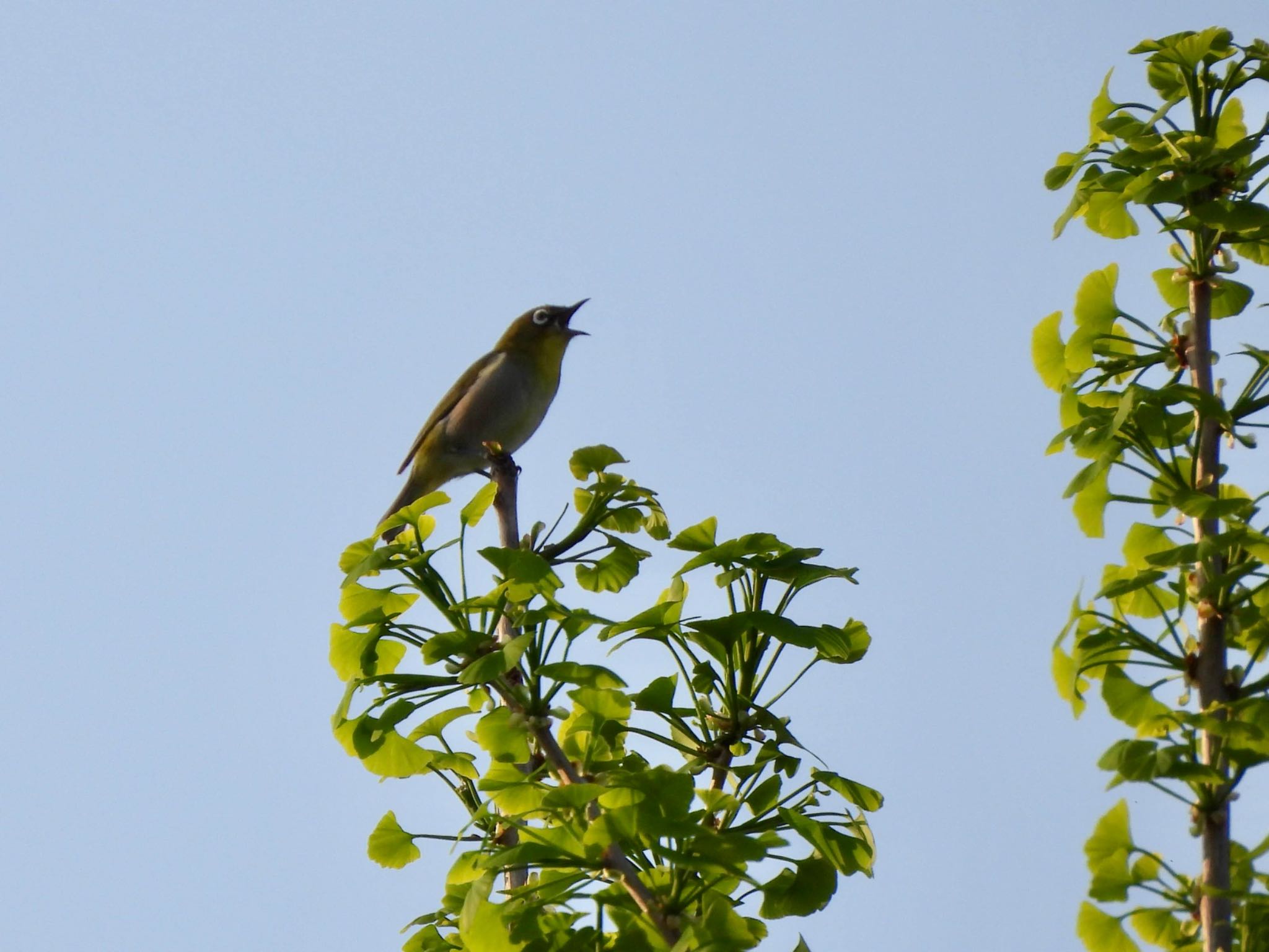 Photo of Warbling White-eye at 伊勢 by くー