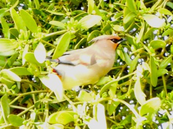 2022年4月22日(金) 伊勢の野鳥観察記録