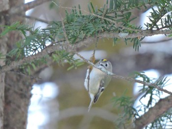 Goldcrest Unknown Spots Unknown Date