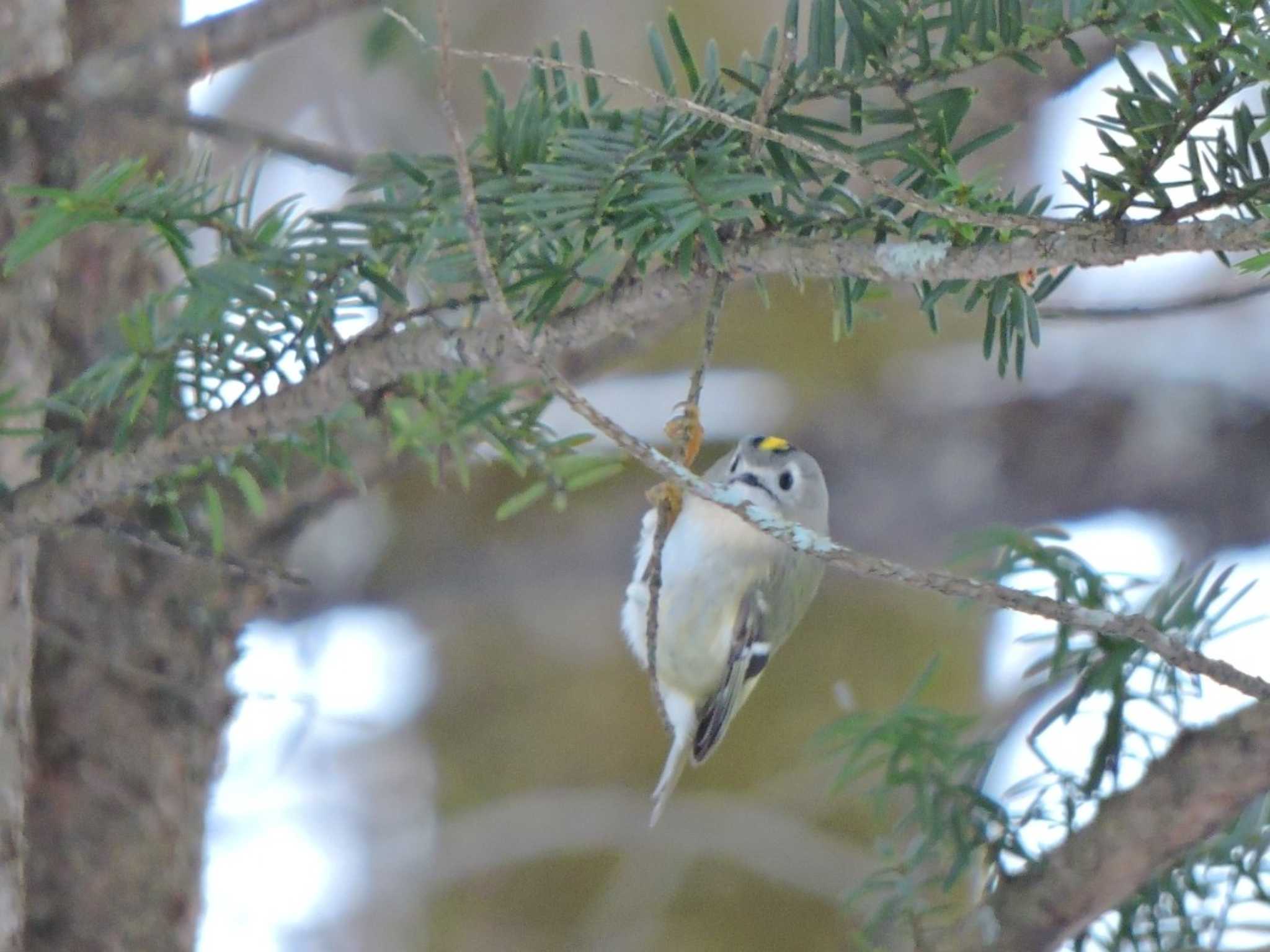 Photo of Goldcrest at  by おもち