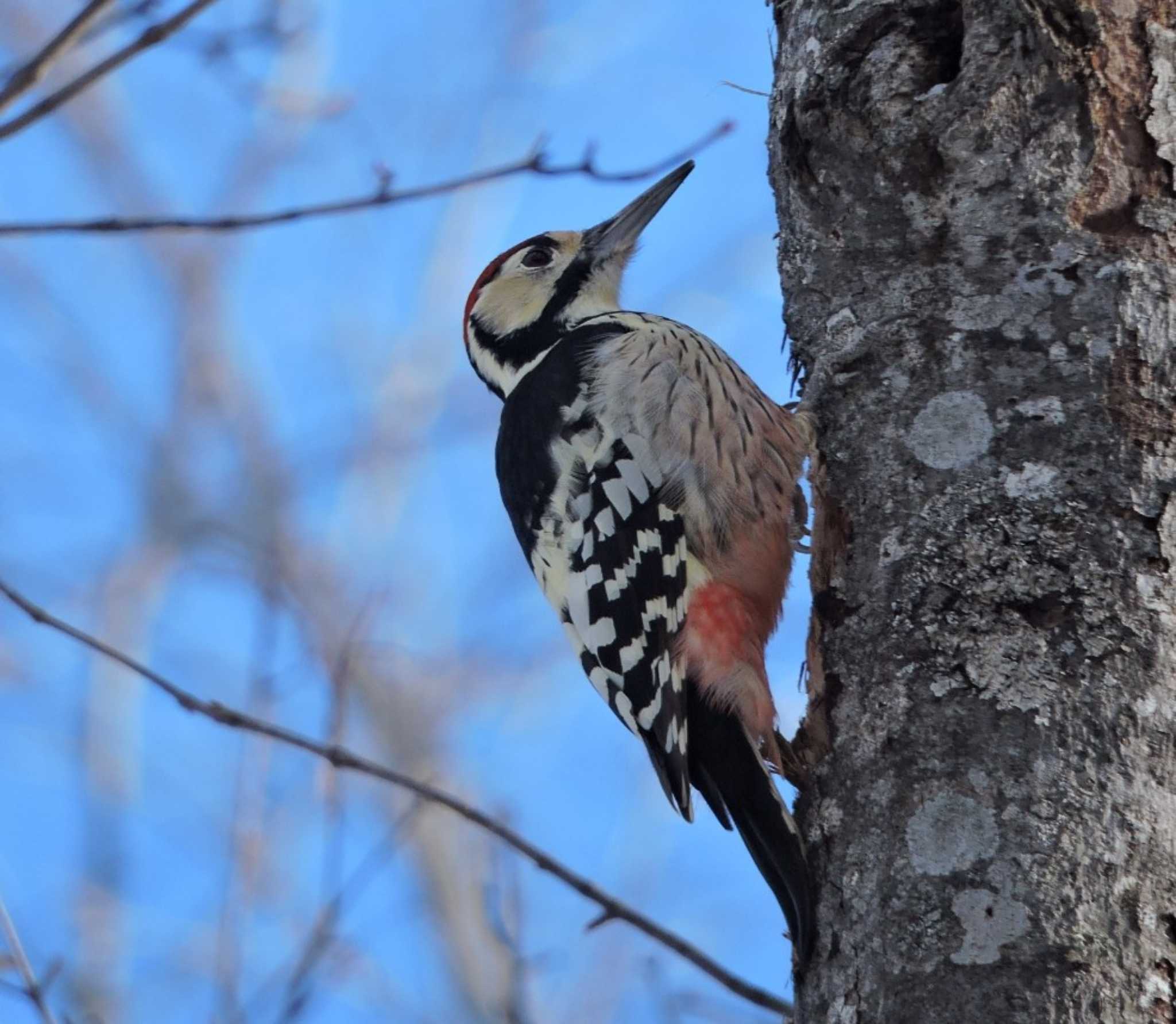 Photo of White-backed Woodpecker at  by おもち