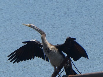 オーストラリアヘビウ Central Coast Wetlands Pioneer Dairy(NSW) 2023年1月15日(日)