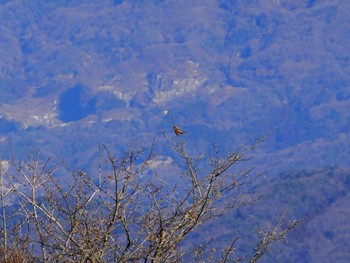 ハギマシコ 筑波山 2023年1月18日(水)