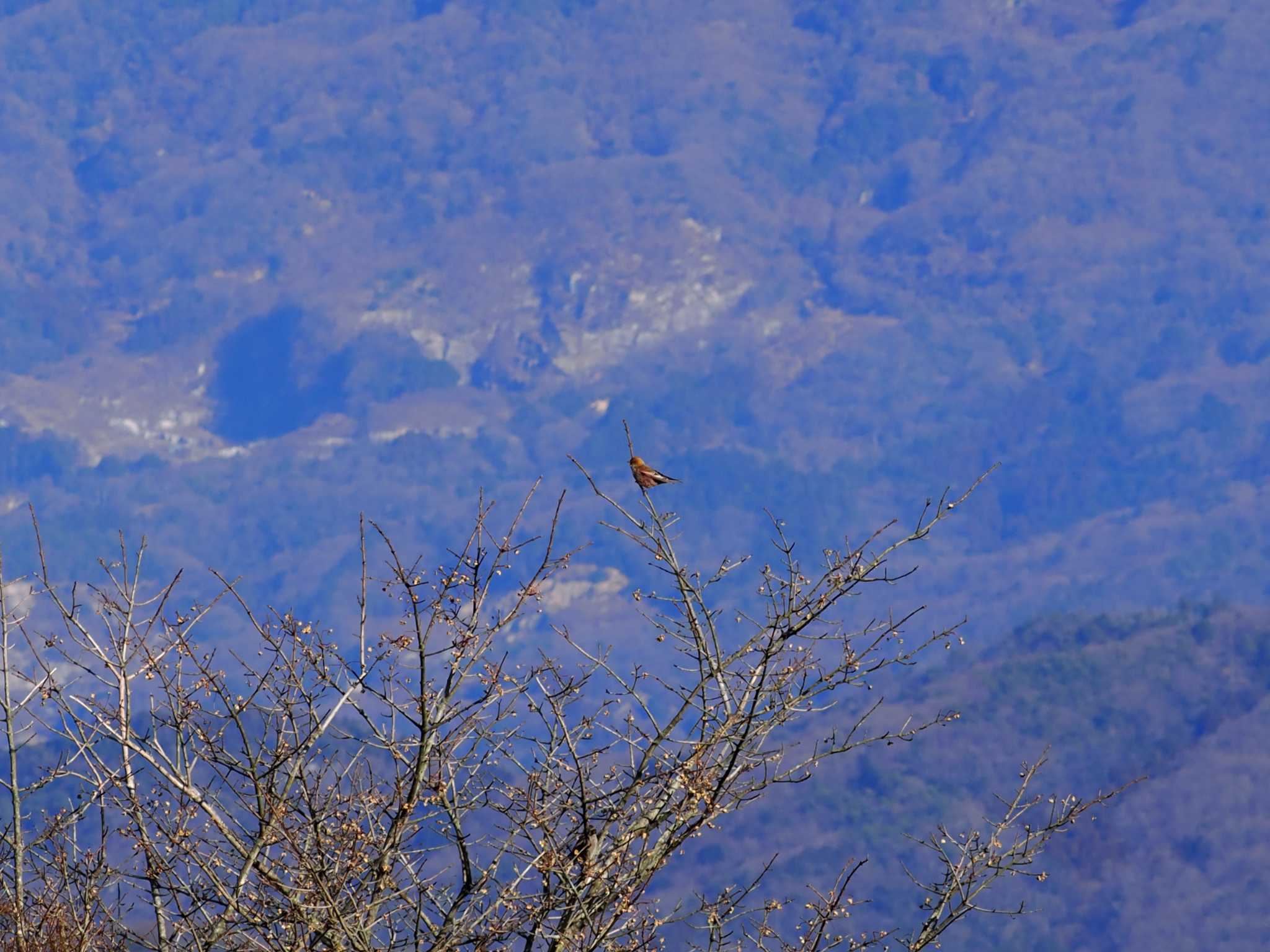 Photo of Asian Rosy Finch at Mt. Tsukuba by ぴろり