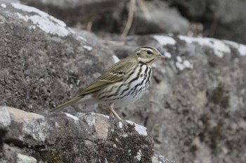 Olive-backed Pipit 和歌山城公園 Wed, 1/18/2023