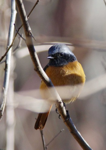 Daurian Redstart 岩藤新池 Tue, 1/3/2023