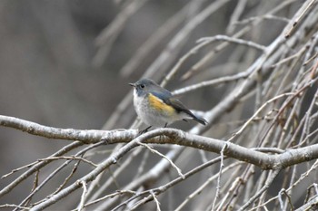 Red-flanked Bluetail 高崎自然の森 Sun, 1/15/2023