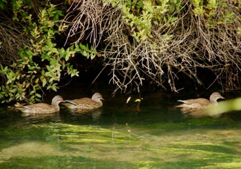 Sat, 9/3/2022 Birding report at Senjogahara Marshland