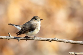 Taiga Flycatcher 明石市魚住町 Sat, 12/31/2022