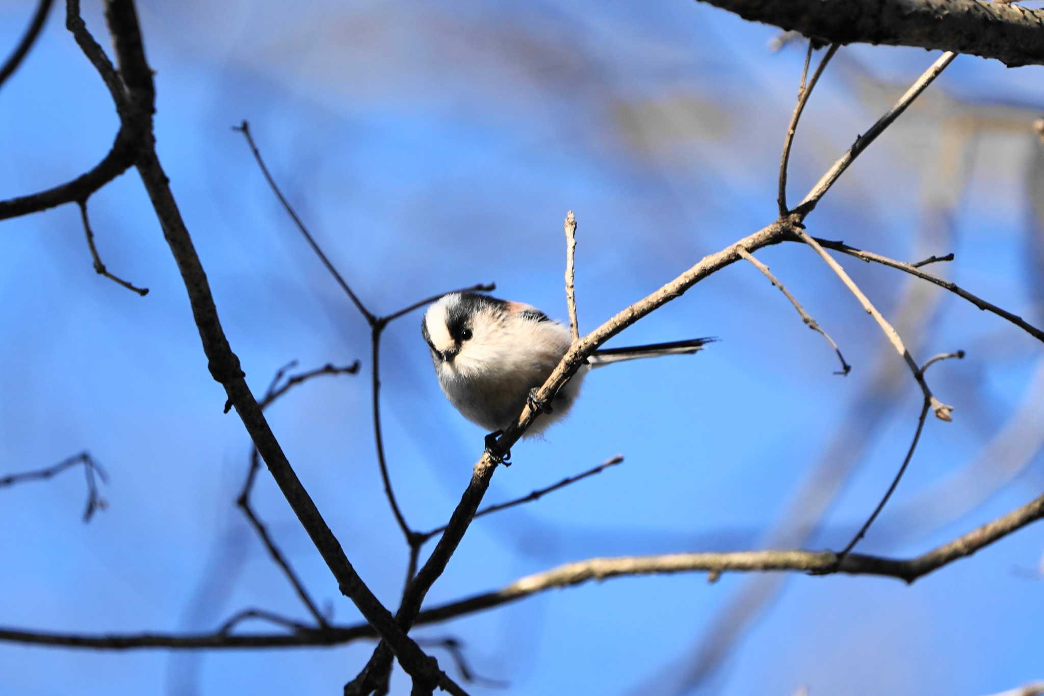 都立狭山公園 エナガの写真 by 4bass_2rou