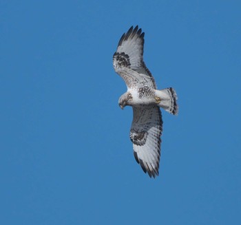 Rough-legged Buzzard 埼玉県 Wed, 1/18/2023