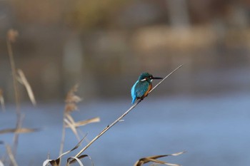 カワセミ こども自然公園 (大池公園/横浜市) 2023年1月18日(水)