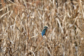 カワセミ こども自然公園 (大池公園/横浜市) 2023年1月18日(水)