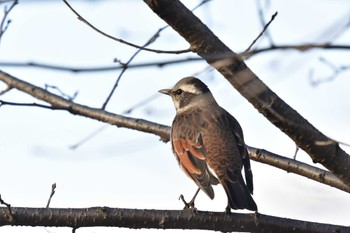 ツグミ こども自然公園 (大池公園/横浜市) 2023年1月18日(水)