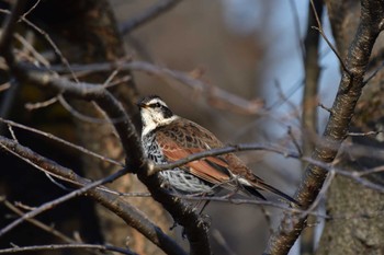 ツグミ こども自然公園 (大池公園/横浜市) 2023年1月18日(水)