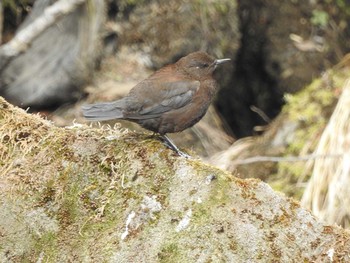 Sun, 4/1/2018 Birding report at 竜頭ノ滝