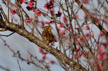 2023年1月18日(水) こども自然公園 (大池公園/横浜市)の野鳥観察記録